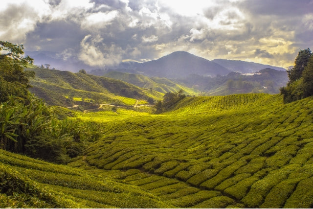 Top 10 Tea Producing Countries In The World 2023 - Camellios
